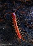 Lithobius forficatus 1 Ciempies Granada Natural