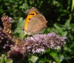 Lycaena phlaeas 1 Mariposas Granada Natural