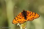 Melitaea didyma 1