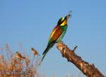 Merops apiaster - Abejaruco europeo