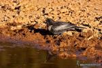 Turdus torquatus - Mirlo capiblanco