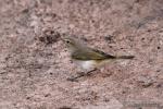 Phylloscopus bonelli - Mosquitero papialbo