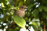 Muscicapa striata - Papamoscas gris