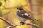 Ficedula hypoleuca - Papamoscas cerrojillo