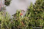 Carduelis cannabina - Pardillo com&uacute;n