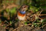 Luscinia svecica - Pechiazul