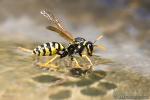 Polistes gallicus 1 Insectos Granada Natural