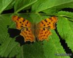 Polygonia c-album 1