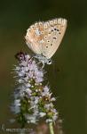 Polyommatus albicans 1 Mariposas Granada Natural