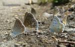 Polyommatus icarus 1 Mariposas Granada Natural