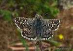 Pyrgus malvoides 1 Mariposas Granada Natural