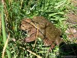 Bufo calamita - Sapo corredor