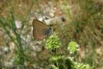 Satyrium esculi 1 Mariposas Granada Natural