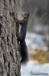 Sciurus vulgaris - Ardilla roja