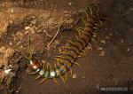 Scolopendra cingulata