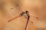 Sympetrum striolatum 1 Libelulas Granada Natural