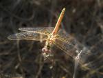 Sympetrum fonscolombii macho inmaduro 1