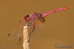 Trithemis annulata 1 Libelulas Granada Natural