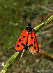 Zygaena hilaris 1 Mariposas Granada Natural