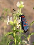 Zygaena lavandulae