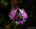 Zygaena trifolii 1 Mariposas Granada Natural