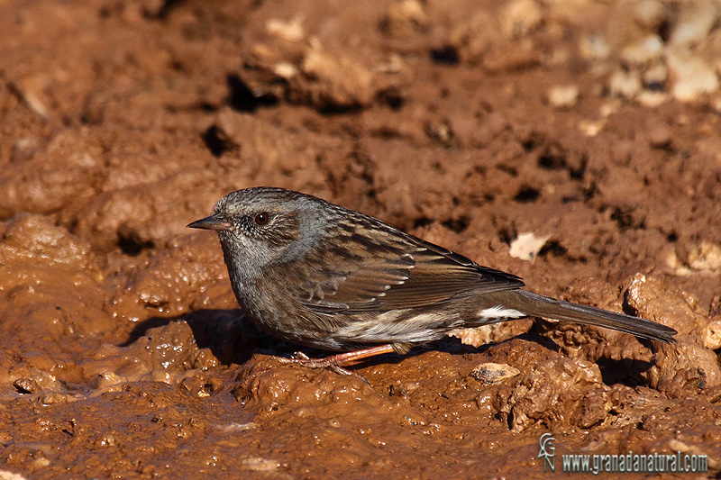 Prunella modularis - Acentor común