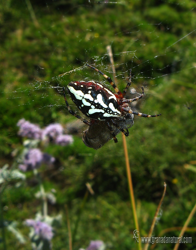 Aculepeira armida 1 Granada Natural