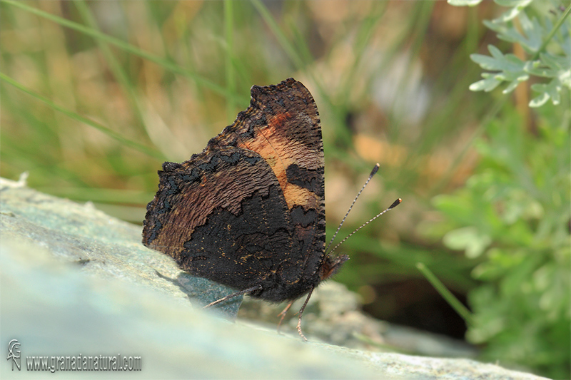 Aglais urticae 2