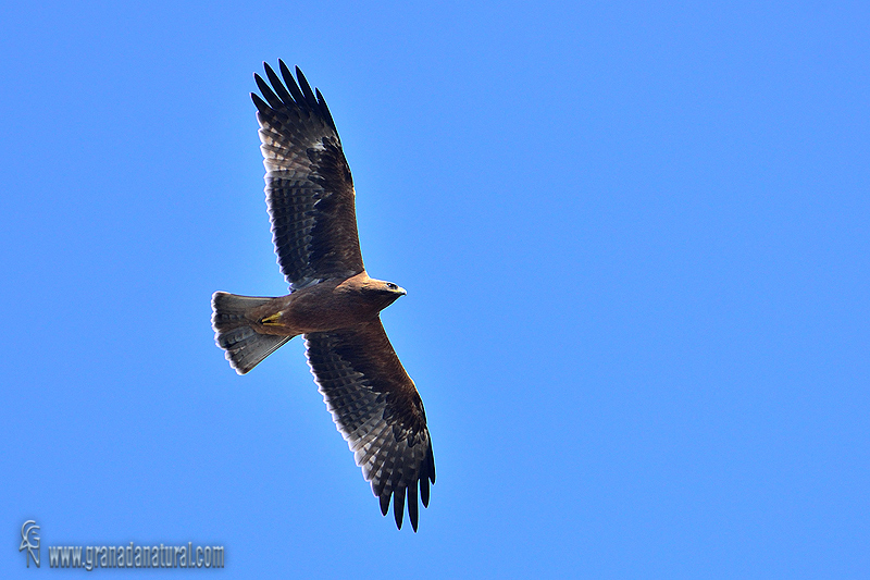 Hieraaetus pennatus - Aguililla calzada