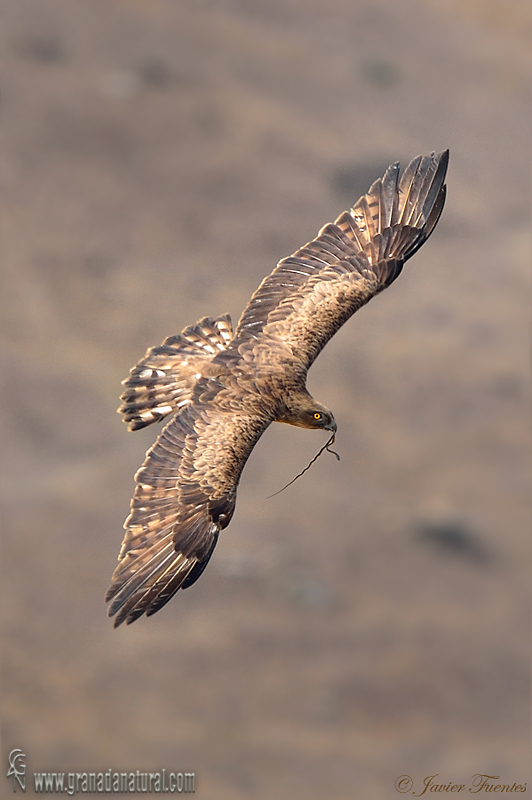 Circaetus gallicus - Águila culebrera europea