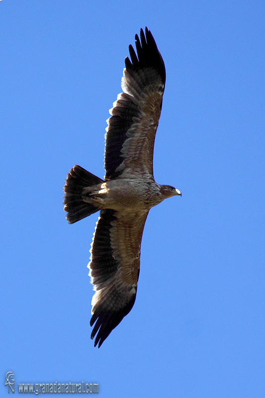 Aquila adalberti - guila imperial ibrica