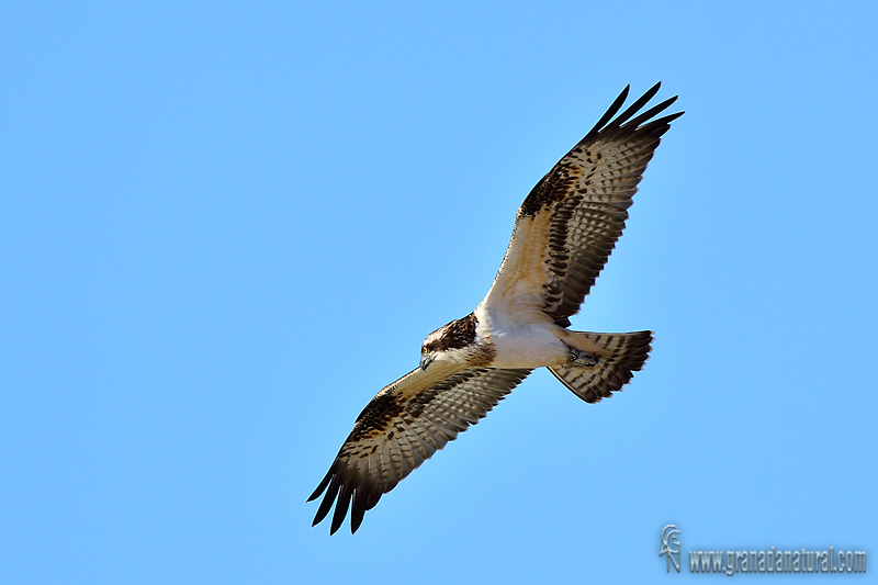 Pandion haliaetus - guila pescadora