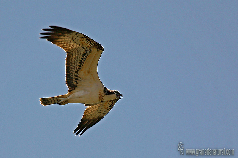 Pandion haliaetus - guila pescadora