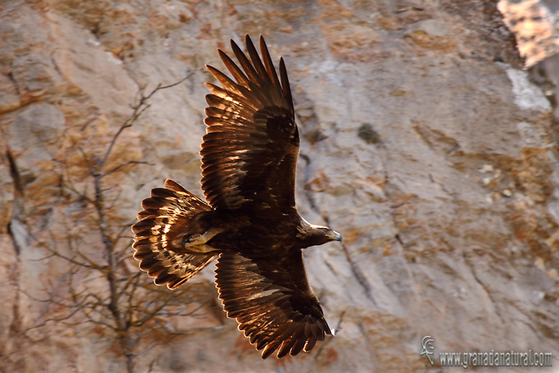 Aquila chrysaetos - guila real