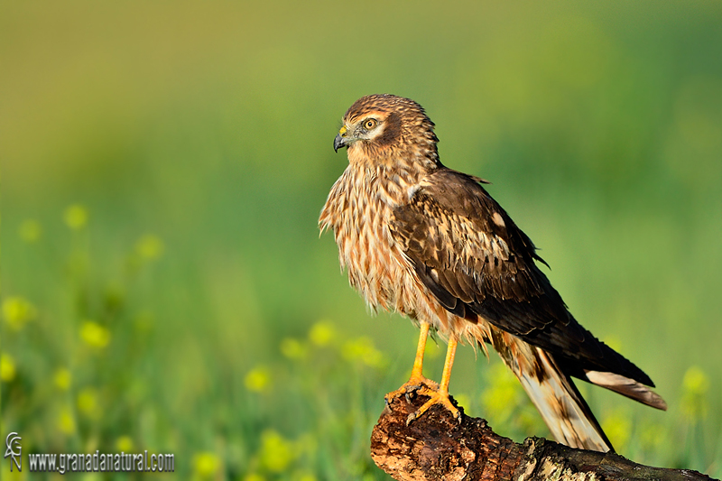 Circus pygargus (Hembra) - Aguilucho cenizo