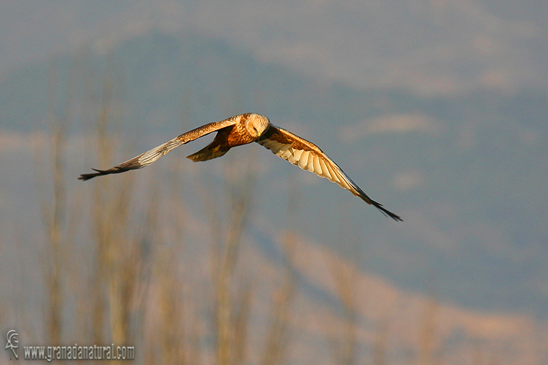 Circus aeruginosus (Macho) - Aguilucho lagunero