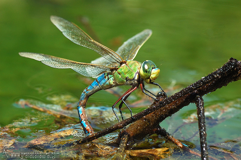 Anax imperator