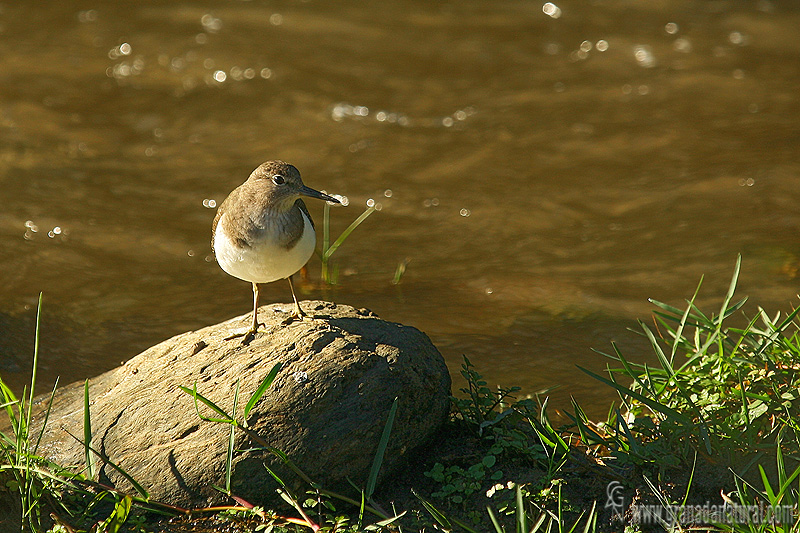 Actitis hypoleucos - Andarros chico