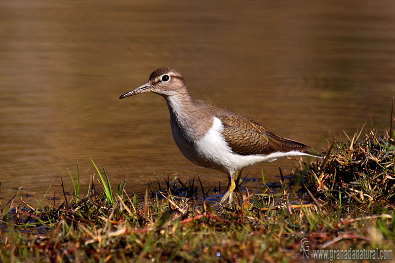 Actitis hypoleucos - Andarros chico