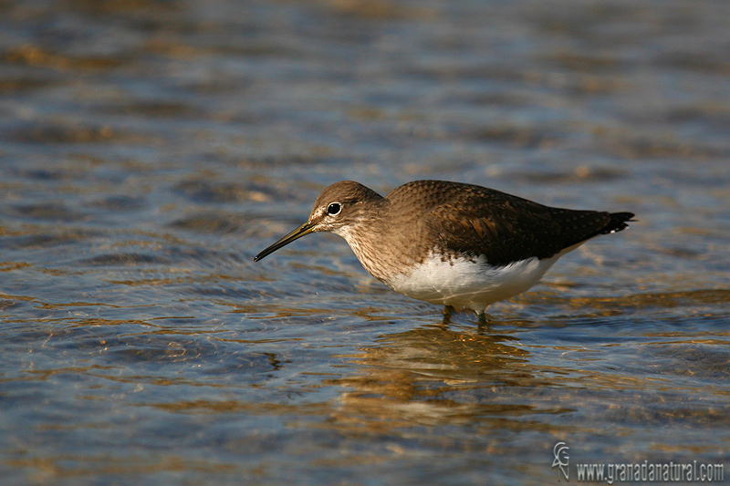 Tringa ochropus - Andarros grande