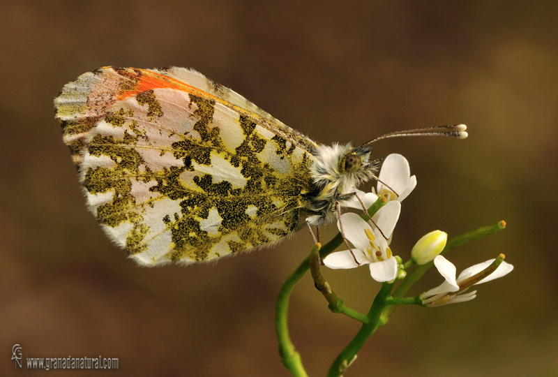 Anthocharis cardamines 1