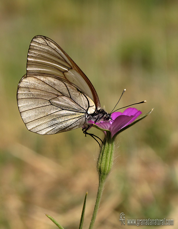 Aporia crataegi 3