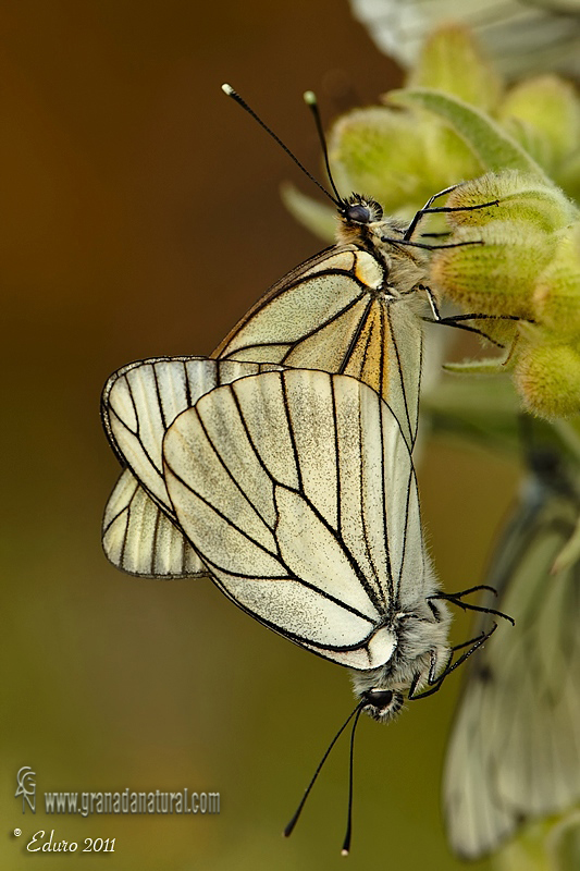 Aporia crataegi 2