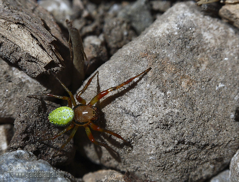 Araniella cucurbitina 1 Araña Granada Natural