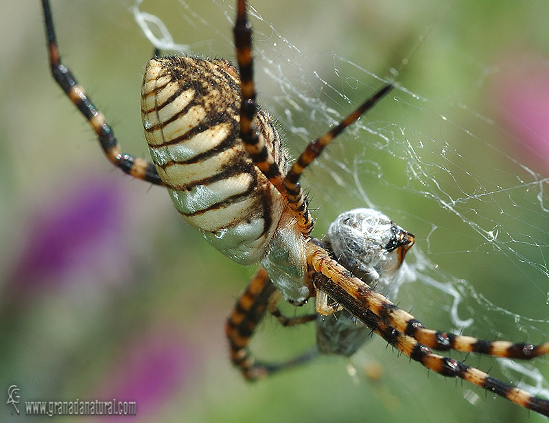 Argiope trifasciata