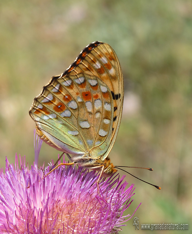 Argynnis adippe macho