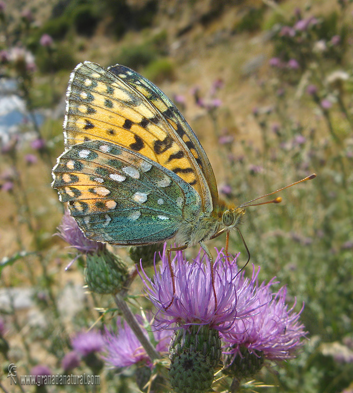 Argynnis aglaja 1 Granada Natural