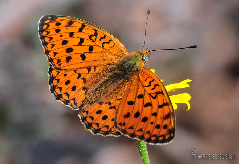 Argynnis niobe hembra 1