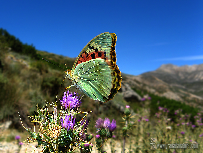 Argynnis pandora