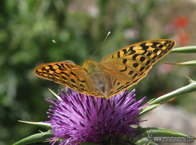 Argynnis pandora hembra 1